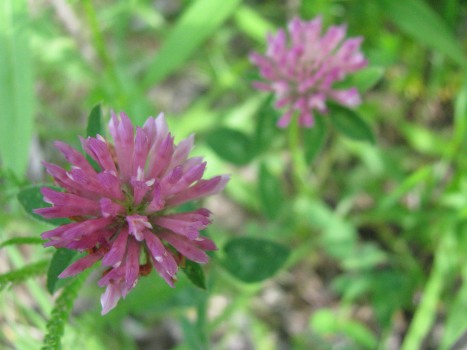 Rotklee Blüten bio